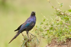 Choucador de Rüppell - Lamprotornis purpuropterus - Ruppell's Starling