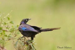 Choucador de Rüppell - Lamprotornis purpuropterus - Ruppell's Starling