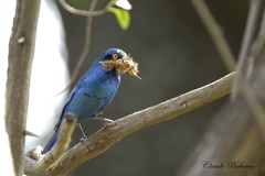 Choucador à épaulettes rouges - Lamprotornis nitens - Cape Starling