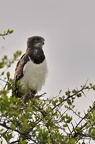 Circaète à poitrine noire - Circaetus pectoralis - Black-chested Snake Eagle