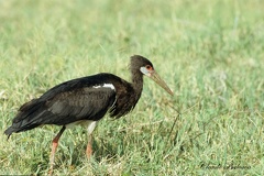 Cigogne d'Abdim - Ciconia abdimii - Abdim's Stork 