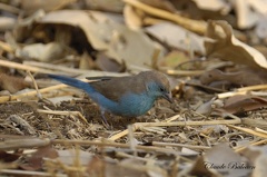 Cordonbleu de l'Angola - Uraeginthus angolensis - Blue-Brested Cordon-bleu