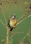 Coliou rayé - Colius striatus - Speckled Mousebird 