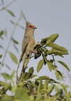  Coliou quiriva - Urocolius indicus -  Red-faced Mousebird 