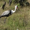 Grue caronculée - Grus carunculata - Wattled Crane