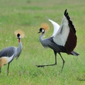 Grue royale - Balearica regulorum - Grey Crowned-Crane