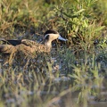 Sarcelle bariolée - Anas versicolor - Silver teal drake