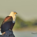 Pygargue vocifère - Haliaeetus vocifer - African Fish Eagle