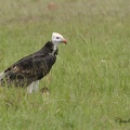 Vautour à tête blanche - Trigonoceps occipitalis  - White headed Vulture