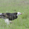 Vautour à tête blanche - Trigonoceps occipitalis  - White headed Vulture