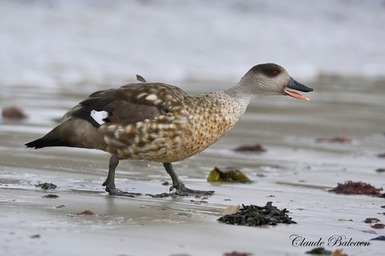 Canard huppé (Lophonetta specularioides) Patagonian crested duck