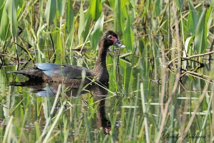  Canard musqué (Cairina moschata) Muscovy duck