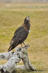 Caracara austral (Phalcoboenus australis)Striated Caracara 