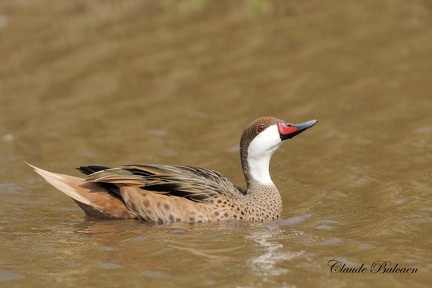 Canard des Bahamas (Anas bahamensis)White-cheeked Pintail