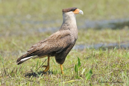 Caracara huppé (Caracara plancus) Crested Caracara 