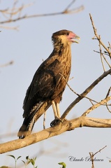 Caracara huppé (Caracara plancus) Crested Caracara 