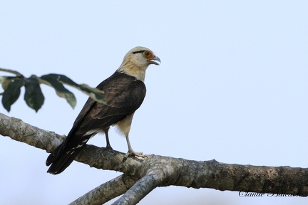 Caracara à tête jaune (Milvago chimachima)Yellow-headed Caracara 