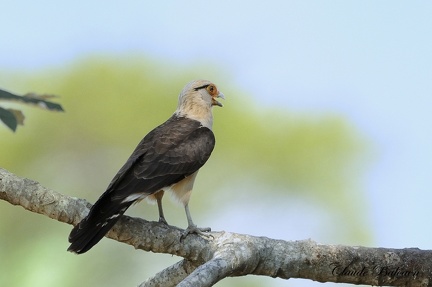 Caracara à tête jaune (Milvago chimachima)Yellow-headed Caracara 