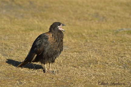 Caracara austral (Phalcoboenus australis)Striated Caracara 