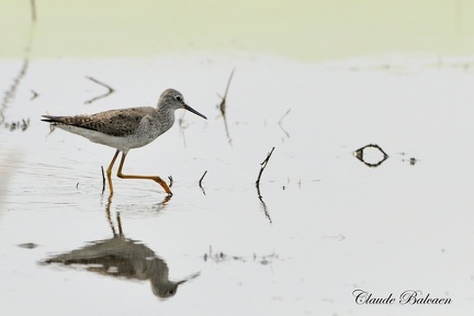 Chevalier solitaire (Tringa solitaria)Solitary sandpiper