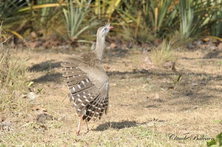 Cariama huppé (Cariama cristata)Cariama Crested