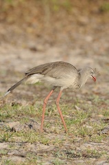 Cariama huppé (Cariama cristata)Cariama Crested