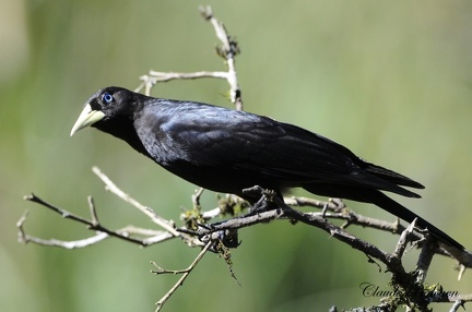 Cassique cul rouge (Cacicus haemorrhous) Red-rumped cacique 