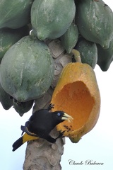 Cassique cul-jaune (Cacicus cela)Yellow-rumped Cacique