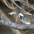 Martin-pêcheur d'Amazonie (Chloroceryle amazona)Amazon Kingfisher