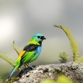 Calliste à tête verte (Tangara seledon)Green-headed Tanager