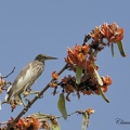 Crabier de Gray (Ardeola grayii) Indian Pond Heron