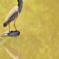 Crabier de Gray (Ardeola grayii) Indian Pond Heron