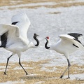 Grue du Japon (Grus japonensis)Red-crownded Crane