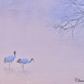 Grue du Japon (Grus japonensis)Red-crownded Crane