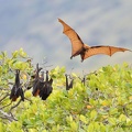 Roussette de Malaisie (Pteropus vampyrus)Large Flying-fox 