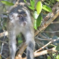 Macaque crabier (Macaca fascicularis)Long-tailed Macaque