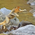 Rhinopithèque de Roxellane (Rhinopithecus roxellana)Golden snub-nosed monkey