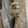  Tarsier spectre (Tarsius tarsier)Spectral tarsier