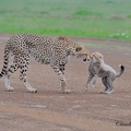 Guépard d'Afrique orientale (Acinonyx jubatus raineyi) Eastern Africa Cheetah