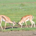 Gazelle de Thomson (Gazella thomsonii)Thomson's Gazelle 