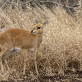 Steenbok (Raphicerus campestris)Steenbok 