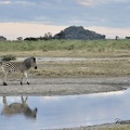 Zèbre des plaines (Equus quagga)Plains zebra