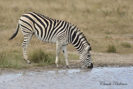 Zèbre des plaines (Equus quagga)Plains zebra