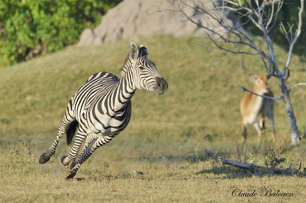 Zèbre des plaines (Equus quagga)Plains zebra