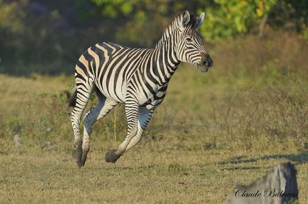 Zèbre des plaines (Equus quagga)Plains zebra