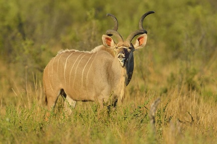 Grand koudou (Tragelaphus strepsiceros)Greater Kudu