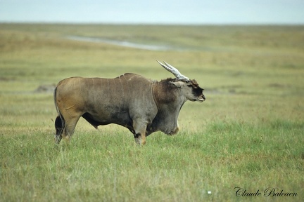 Eland du Cap (Taurotragus oryx)  Eland 