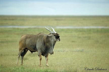 Eland du Cap (Taurotragus oryx)  Eland 