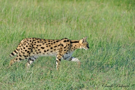 Serval (Leptailurus serval)Serval