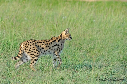 Serval (Leptailurus serval)Serval